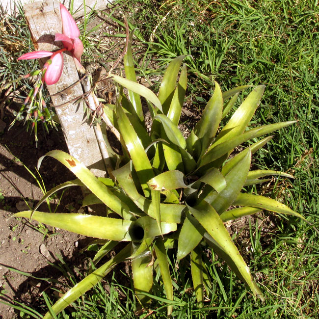 Queen's-tears, BILLBERGIA NUTANS