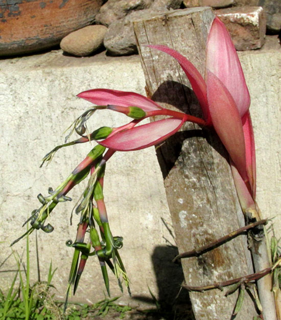 Queen's-tears, BILLBERGIA NUTANS, inflorescence