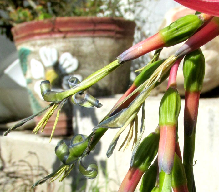 Queen's-tears, BILLBERGIA NUTANS, flowers close up