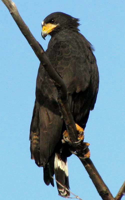 Common Black Hawk, BUTEOGALLUS ANTHRACINUS