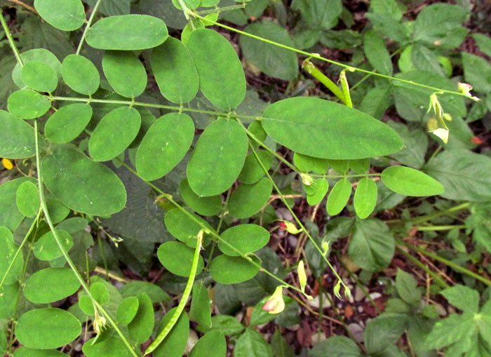 Anil Falso, COURSETIA CARIBAEA, habitat