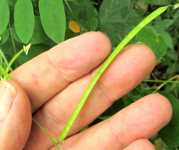 Anil Falso, COURSETIA CARIBAEA, fruit