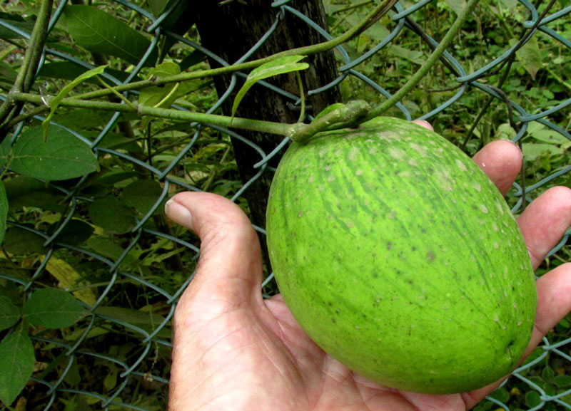 GONOLOBUS EDULIS, fruit and leafy stem