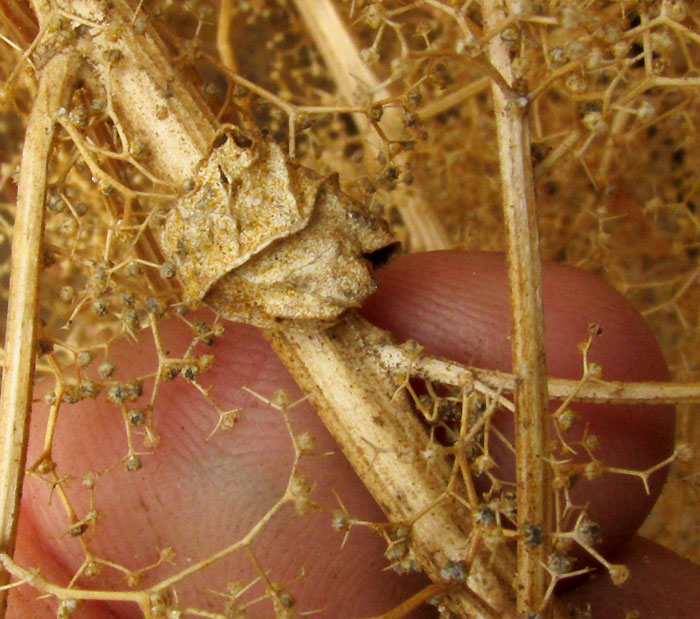 Epazote, DYSPHANIA AMBROSIOIDES or Chenopodium ambrosioides, dried leaf among fruiting branches