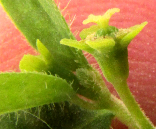 Grassleaf Spurge, EUPHORBIA GRAMINEA, side view of ovary not emerged from cyathium