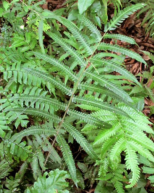 Freetip Maiden Fern, THELYPTERIS TETRAGONA, fronds