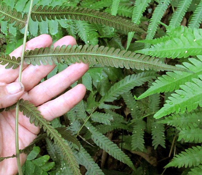 Freetip Maiden Fern, THELYPTERIS TETRAGONA, pinnae on rachis