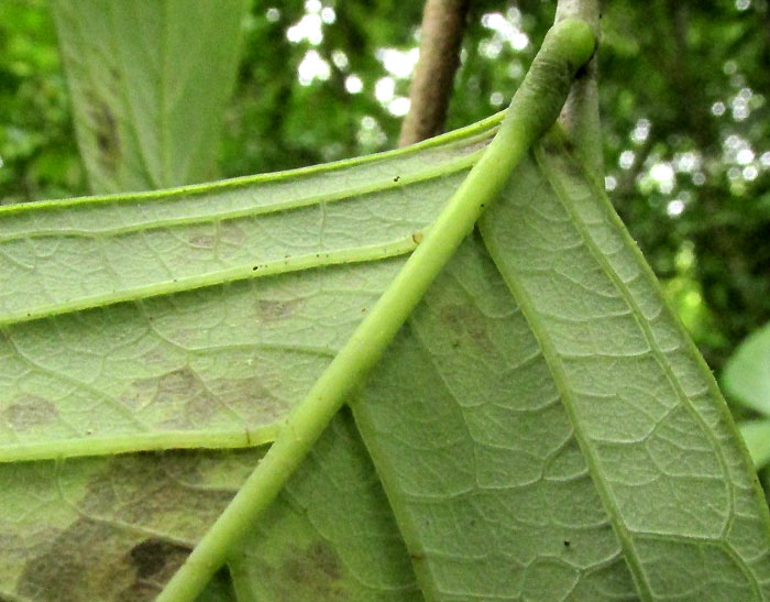 GARCIA NUTANS, glabrous leaf undersurface
