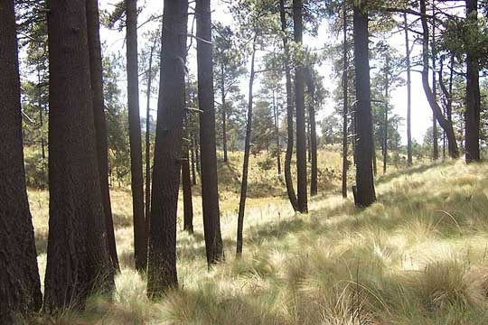Pinus hartwegii, Timberline Montezuma Pines