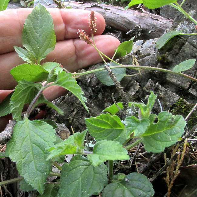 Shrubby Copperleaf, ACALYPHA PHLEOIDES, male spikes