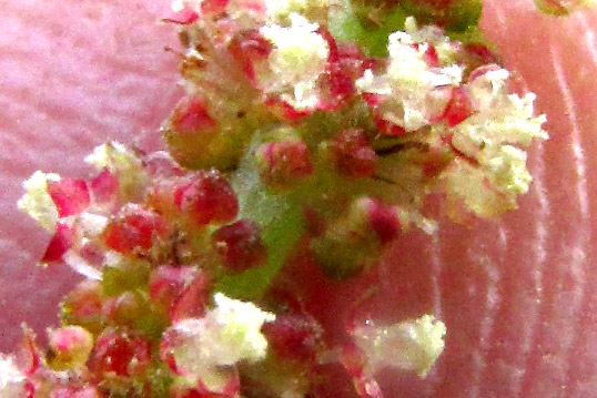 Shrubby Copperleaf, ACALYPHA PHLEOIDES, male spikes