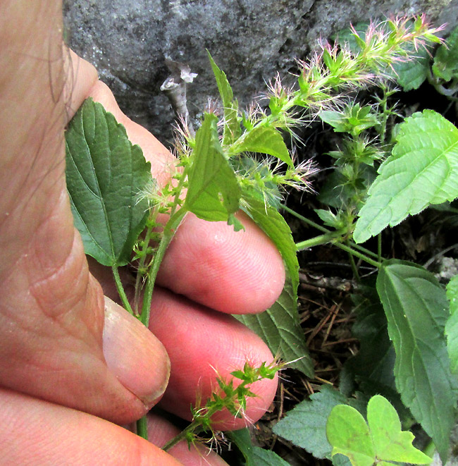 Shrubby Copperleaf, ACALYPHA PHLEOIDES, female spikes