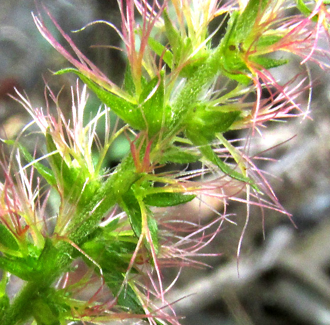 Shrubby Copperleaf, ACALYPHA PHLEOIDES, female flowers