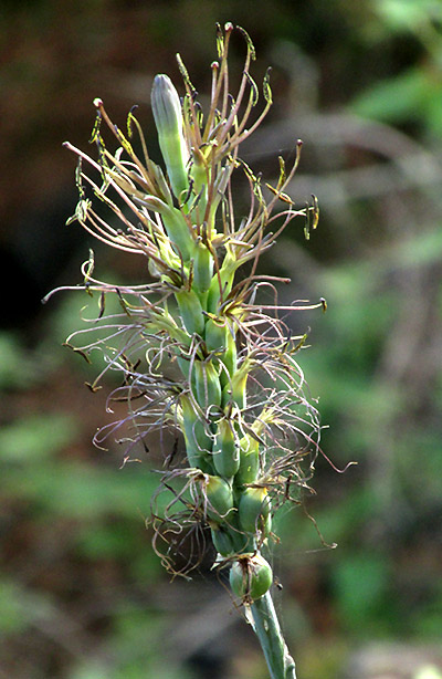 Spotted False Agave, AGAVE GUTTATA, flowers