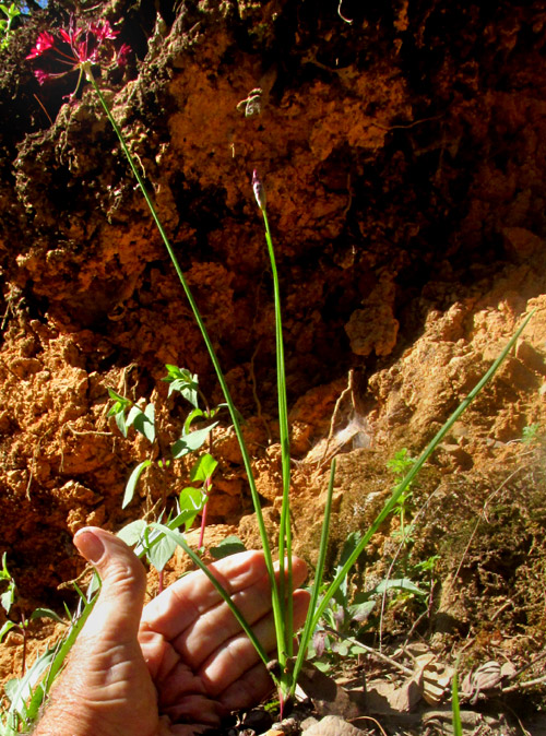 ALLIUM LONGIFOLIUM, flowering plant in habitat