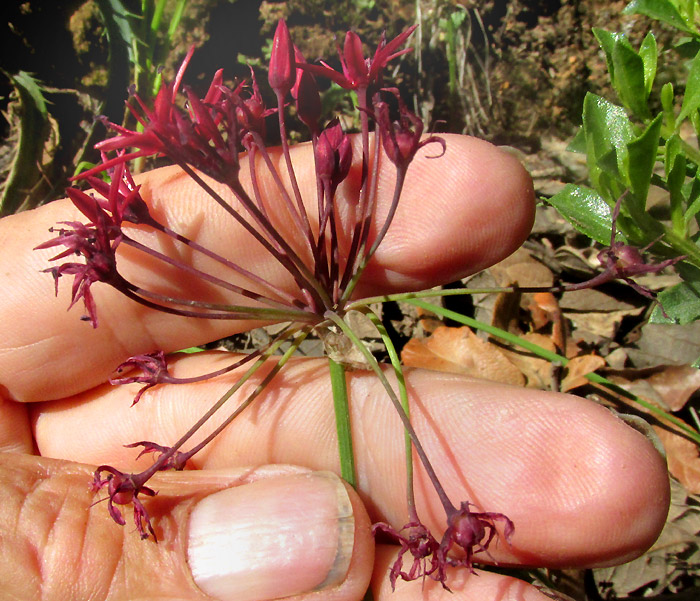 ALLIUM LONGIFOLIUM, inflorescence