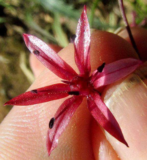 ALLIUM LONGIFOLIUM, flower from front