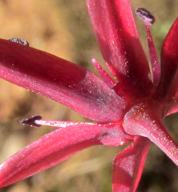 ALLIUM LONGIFOLIUM, flower from behind