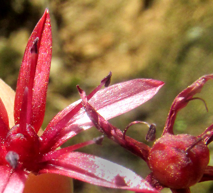 ALLIUM LONGIFOLIUM, flower ovary and maturing capsule