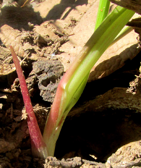 ALLIUM LONGIFOLIUM, plant base