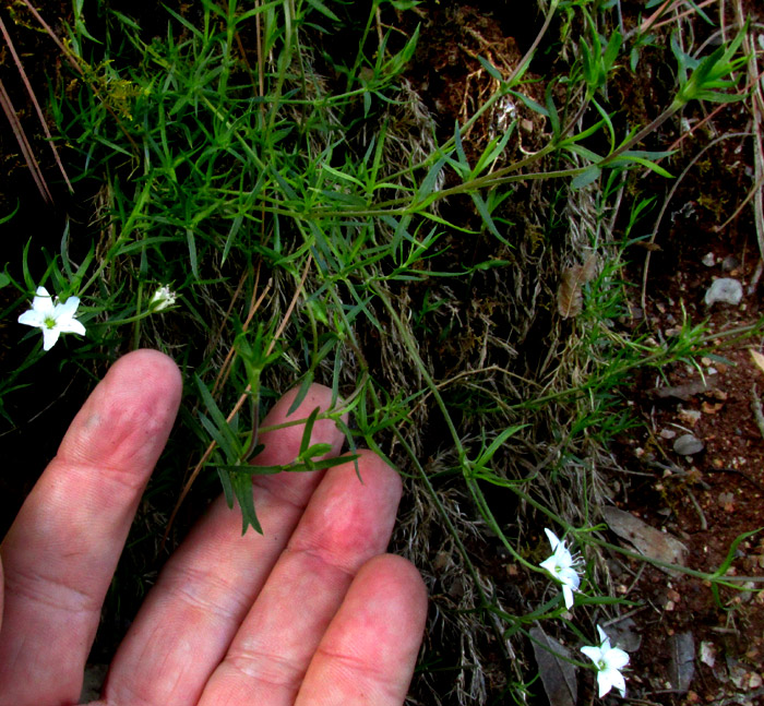 ARENARIA LYCOPODIOIDES, plant in habitat