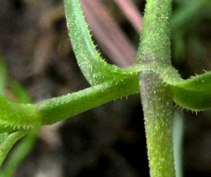 ARENARIA LYCOPODIOIDES, short-hairy stem and leaves