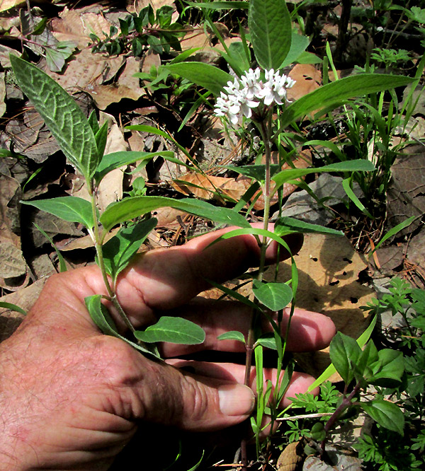 ASCLEPIAS JORGEANA, in habitat