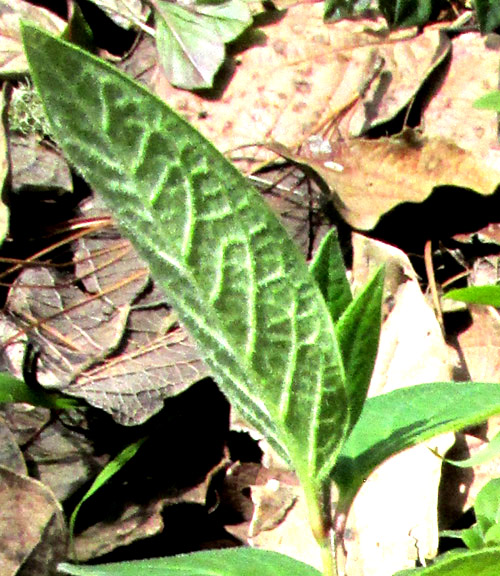 ASCLEPIAS JORGEANA, leaves