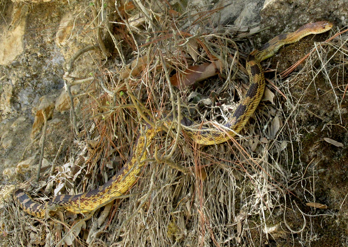 Mexican Bullsnake, PITUOPHIS DEPPEI, in habitat