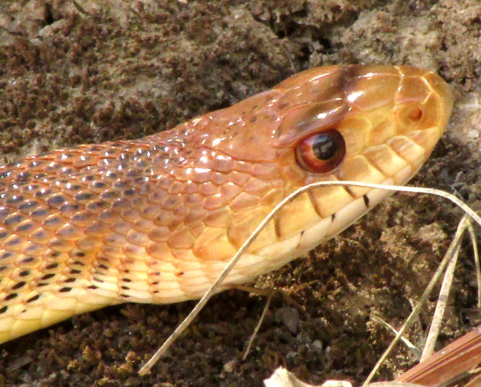 Mexican Bullsnake, PITUOPHIS DEPPEI, head scales from side