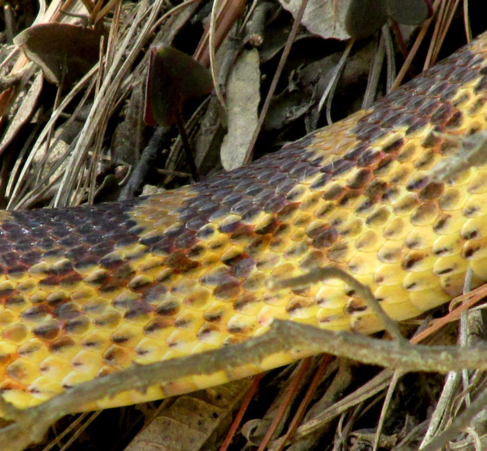 Mexican Bullsnake, PITUOPHIS DEPPEI, body scales at mid section