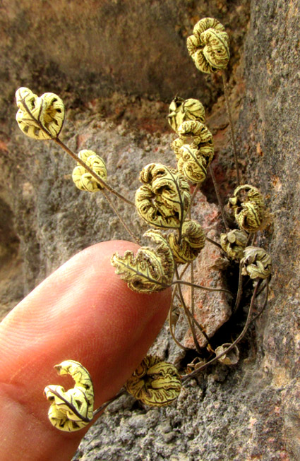 HEMIONITIS SULPHUREA, small one rooted in crack of limestone wall