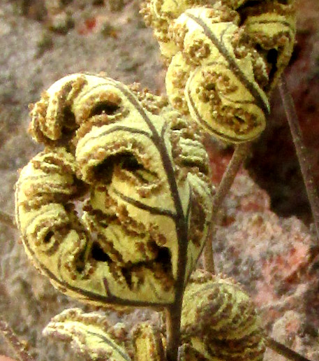 HEMIONITIS SULPHUREA, close-up of stems, sporangia and farina