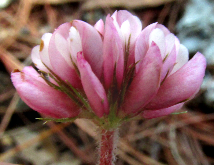 Aztec Clover, TRIFOLIUM AMABILE, flowering head