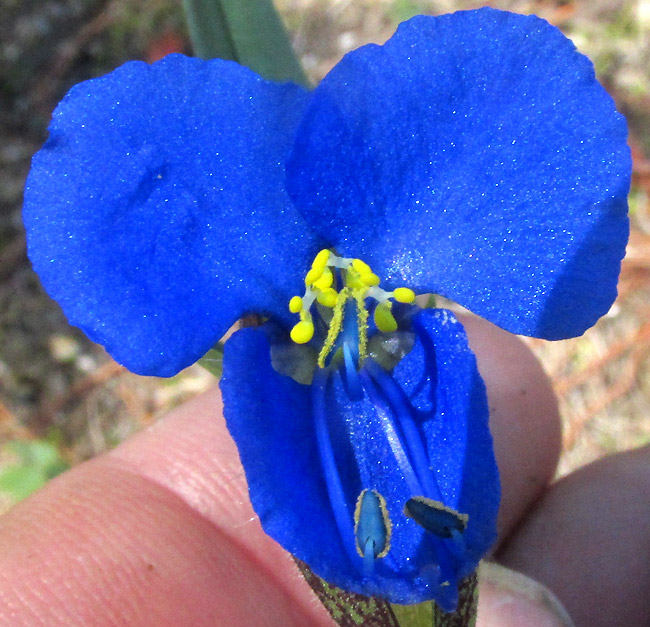 COMMELINA TUBEROSA, COELESTIS GROUP, flower, staminodes & stamens from front