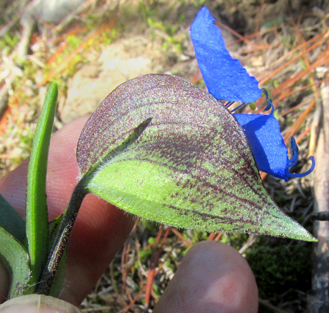 COMMELINA TUBEROSA, COELESTIS GROUP, flower & spathe from side