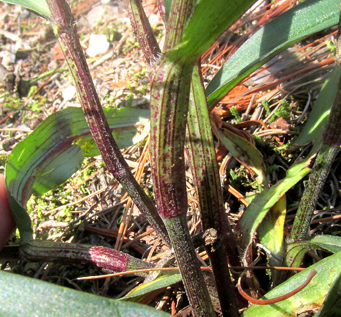 COMMELINA TUBEROSA, COELESTIS GROUP, stems with leaf sheaths