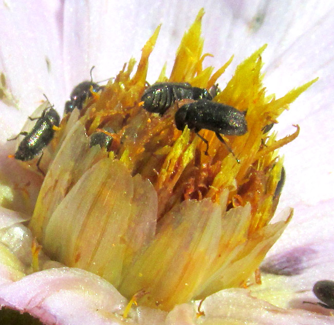 Garden Dahlia, DAHLIA PINNATA, disc florets close-up, cluster surrounded by enlarged paleae