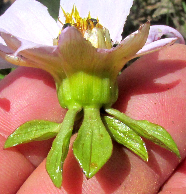 Garden Dahlia, DAHLIA PINNATA, double involucre