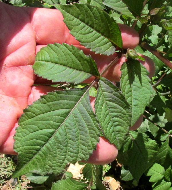 Garden Dahlia, DAHLIA PINNATA, pinnately compound leaf