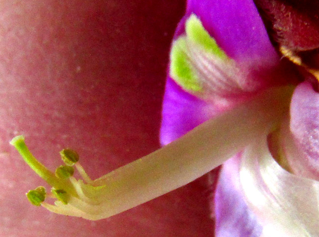 DESMODIUM MOLLICULUM, staminal column with hairless style