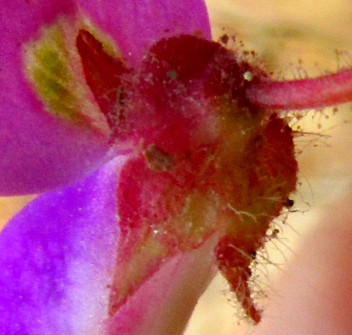 DESMODIUM MOLLICULUM, calyx with long hairs