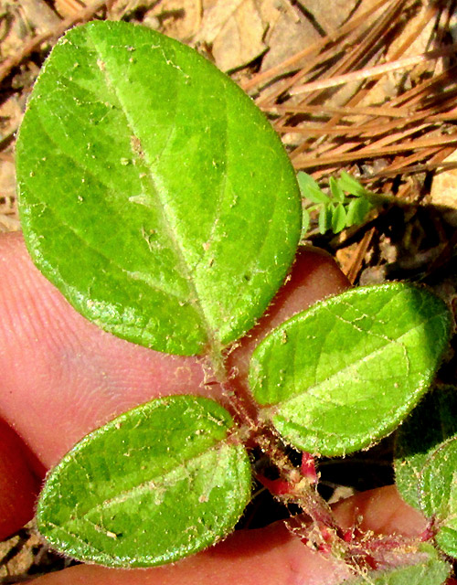 DESMODIUM MOLLICULUM, leaf of three leaflets