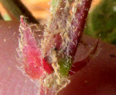 DESMODIUM MOLLICULUM, stipules