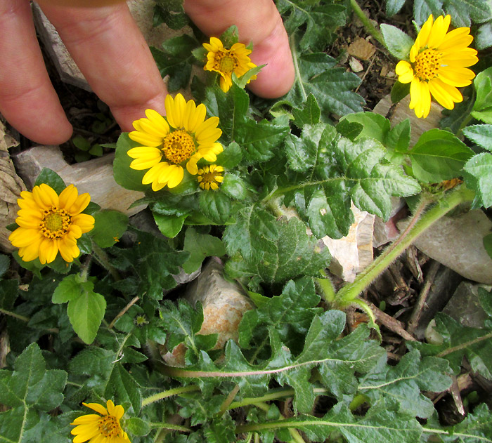 DUGESIA MEXICANA, flowers and leaves