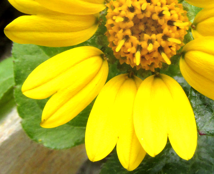 DUGESIA MEXICANA, ray and disc florets from above