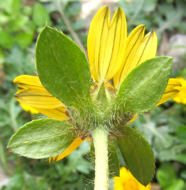 DUGESIA MEXICANA, five large lower involucral bracts and conspicous veins on ligule undersurfaces