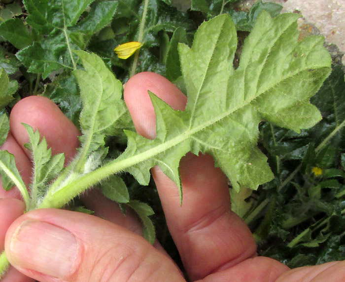 DUGESIA MEXICANA, five large lower involucral bracts