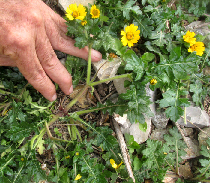 DUGESIA MEXICANA, five large lower involucral bracts