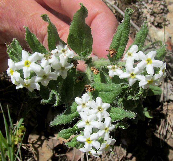 EUPLOCA FOLIOSISSIMA, inflorescence from above